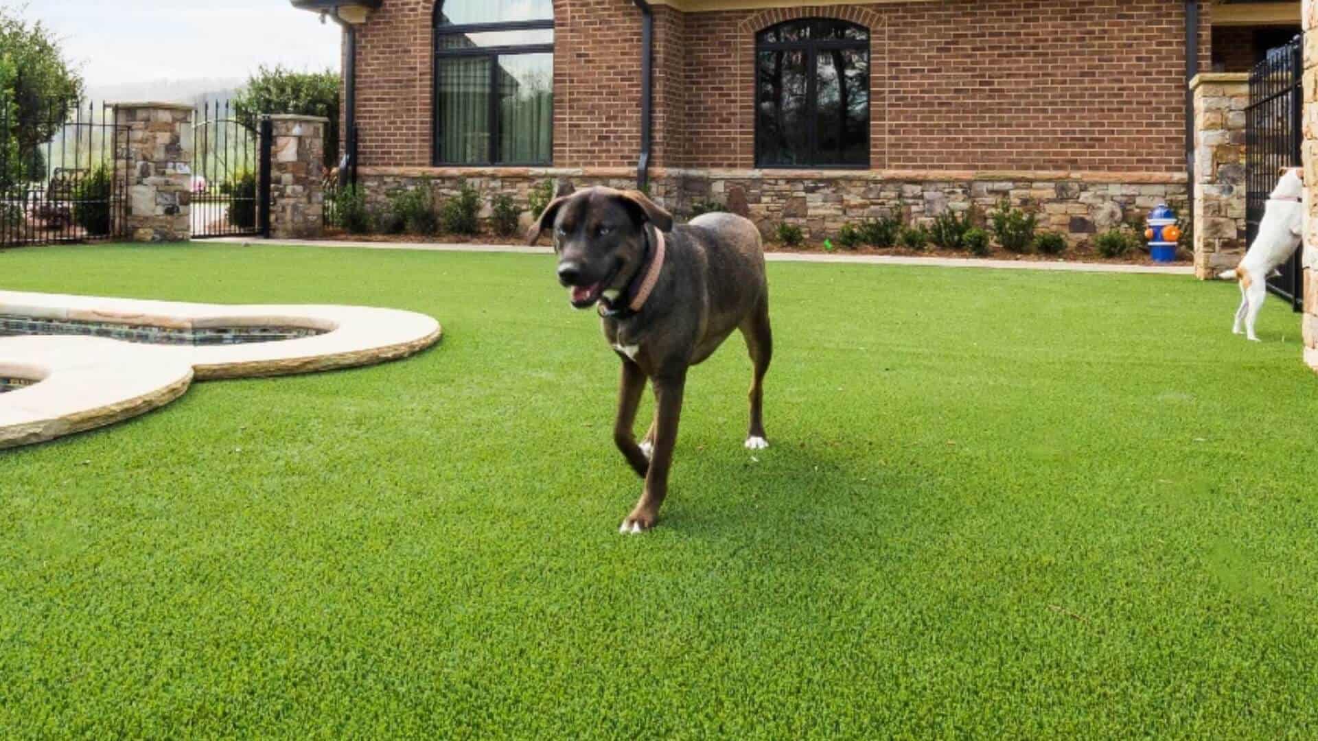 Pet Friendly Turf Installation
